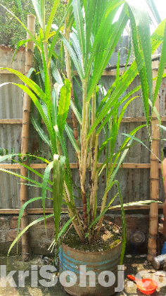 গেন্ডারি-আখের গাছ